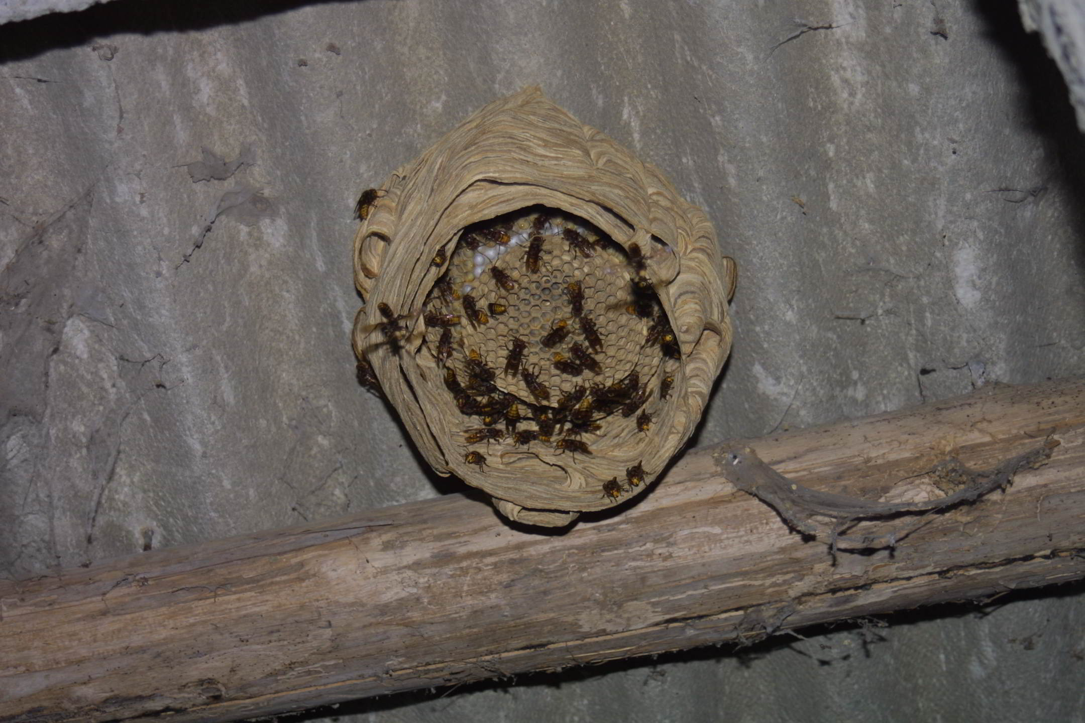 Nido di Vespa crabro